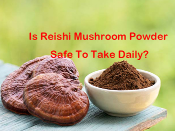 Is Reishi Mushroom Powder Safe To Take Daily?